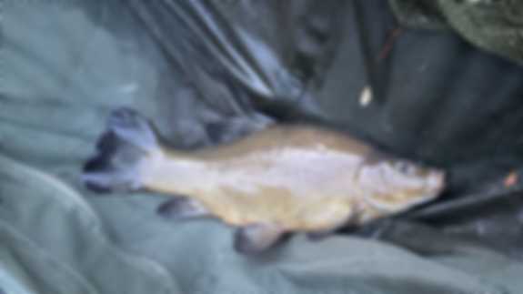 A Tench fish in the fisherman's net.