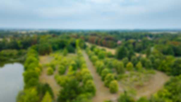 Tree-lined Paddock A view of the tree-lined paddock from the air