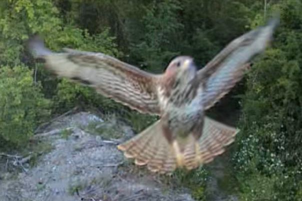 A close-up photo of a large Buzzard