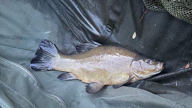 A Tench fish in the fisherman's net.