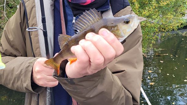 A healthy Perch fish caught by a smiling fisherman.