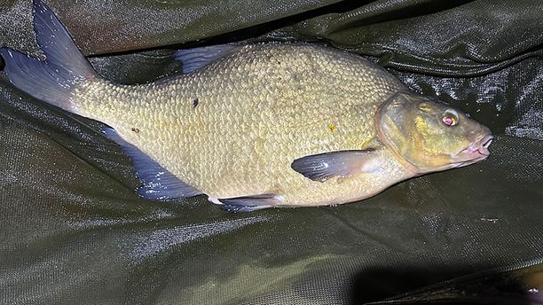 A common bream lies on a green and brown mat. The fish's scales have a subtle sheen and are predominantly silver-bronze, with hints of yellow near the fins. The bream's mouth is slightly open, and its fins are neatly spread out, revealing the typical characteristics of the species.