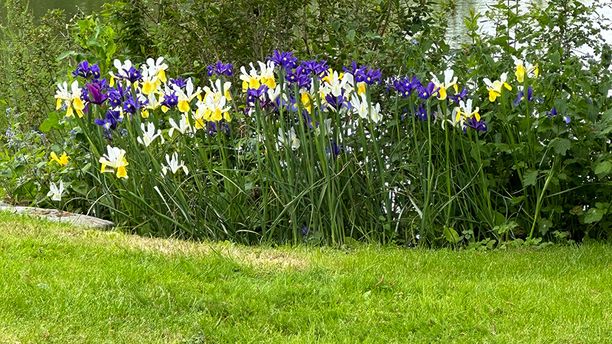 Irises in the grounds of the house next to the lake