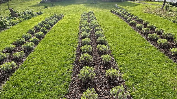 A view of the house with the rows of plants in the foreground